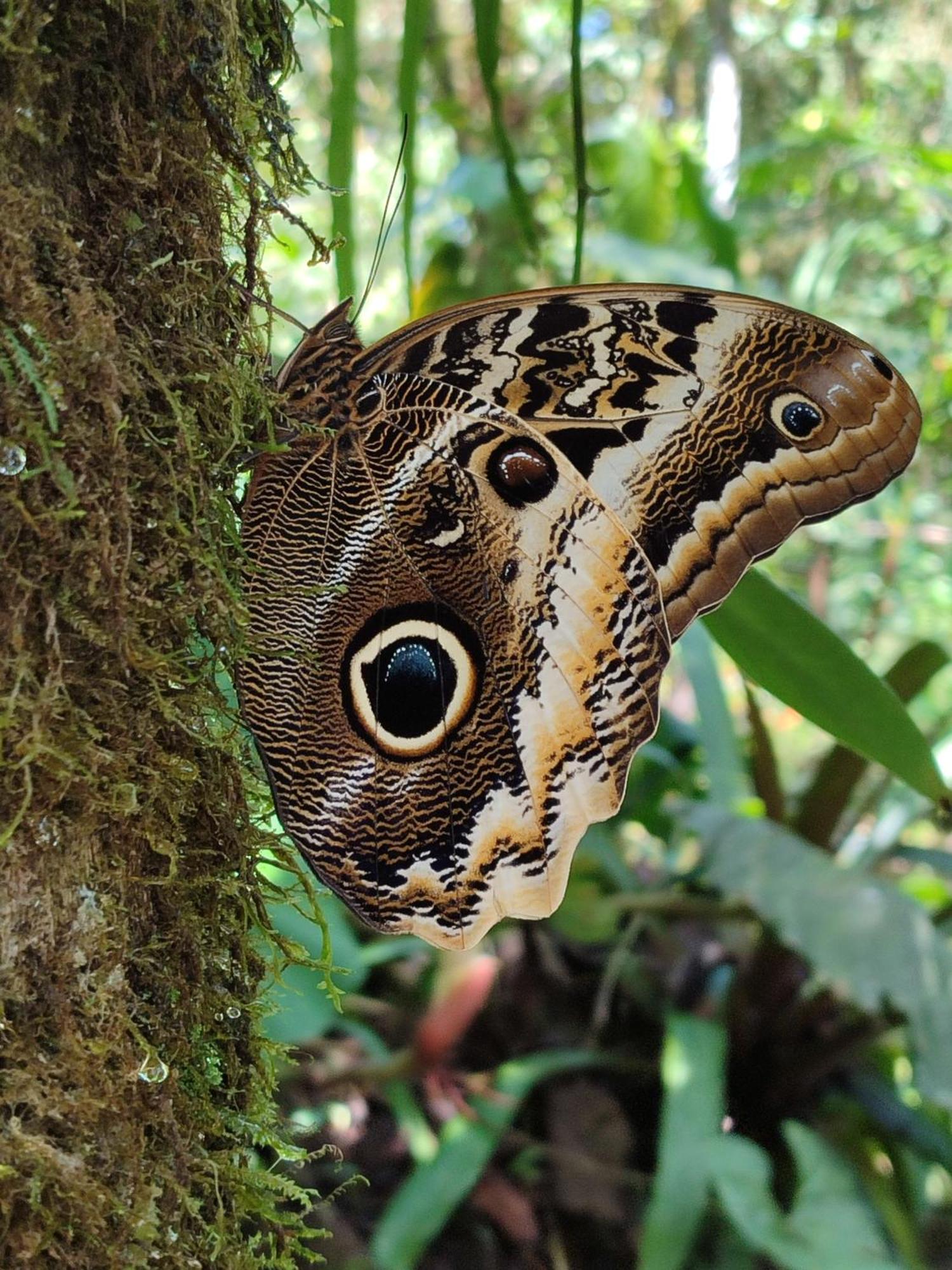 Mindo Garden Lodge And Wildlife Reserve Dış mekan fotoğraf