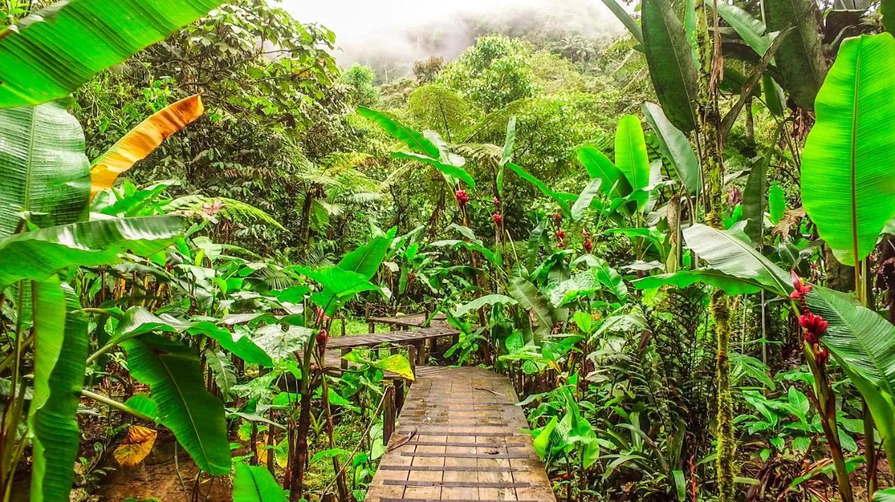 Mindo Garden Lodge And Wildlife Reserve Dış mekan fotoğraf
